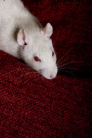 Rats
