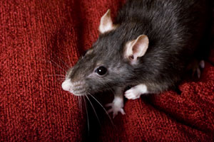 Rats